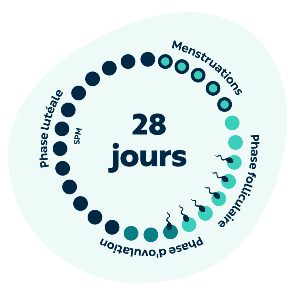 Le Cycle Menstruel : Tout Comprendre pour Mieux le Vivre