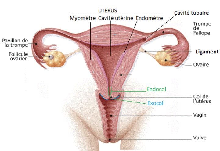 Troubles du Cycle Menstruel : Diagnostic et Prise en Charge