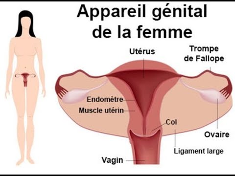 Troubles du Cycle Menstruel : Diagnostic et Prise en Charge